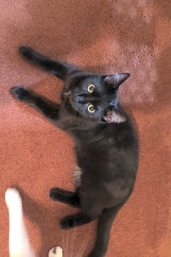 Want To Adopt A Pet Here Are 7 Cute Kitties To Adopt Now In