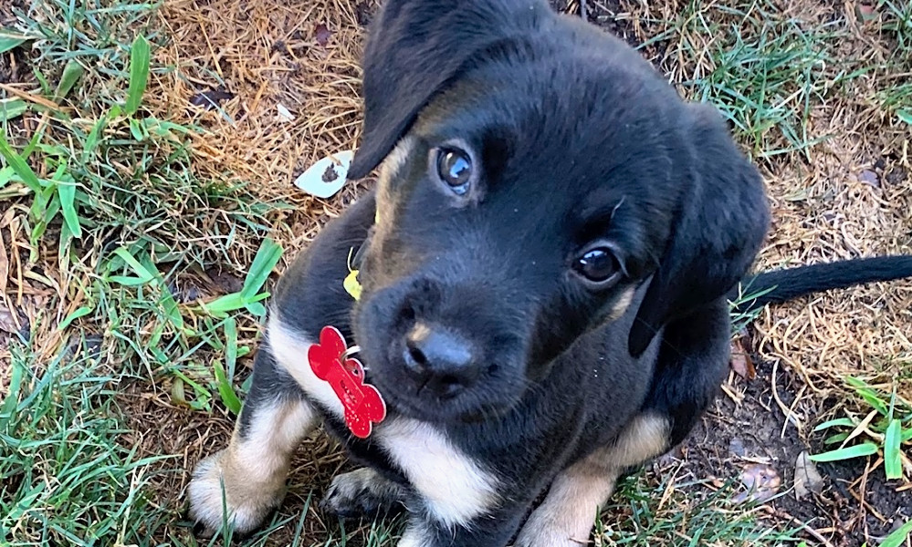 black lab mixed with blue heeler