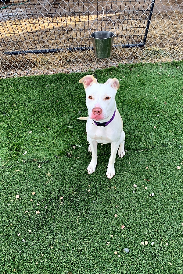 These Colorado Springs-based dogs are up for adoption and ...