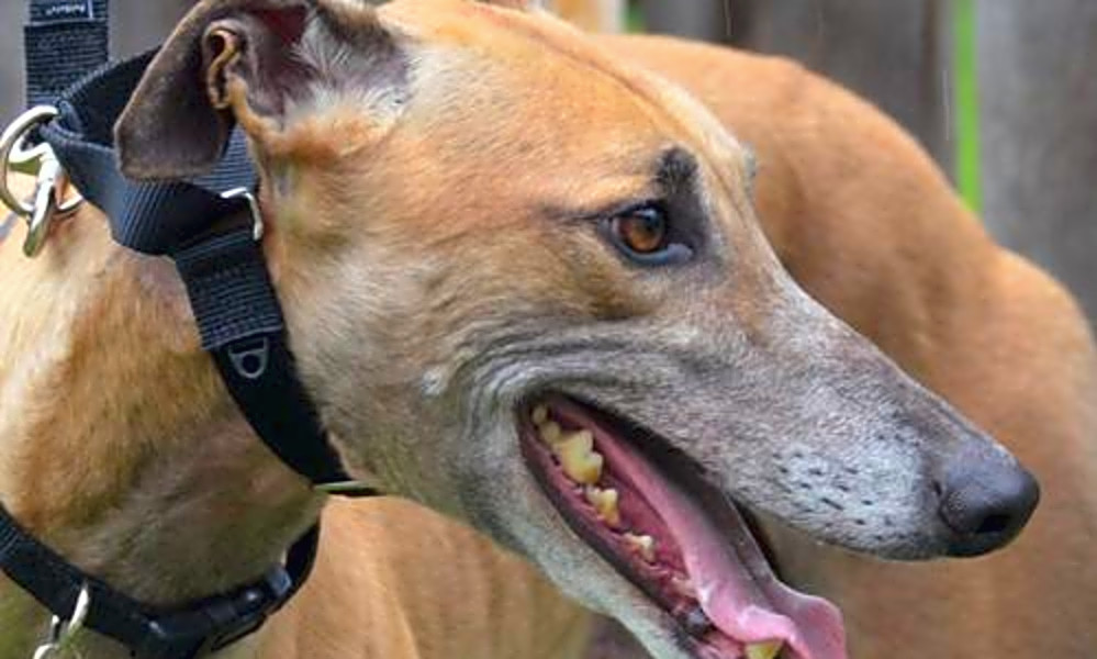 7 Delightful Doggies To Adopt Now In Minneapolis Hoodline