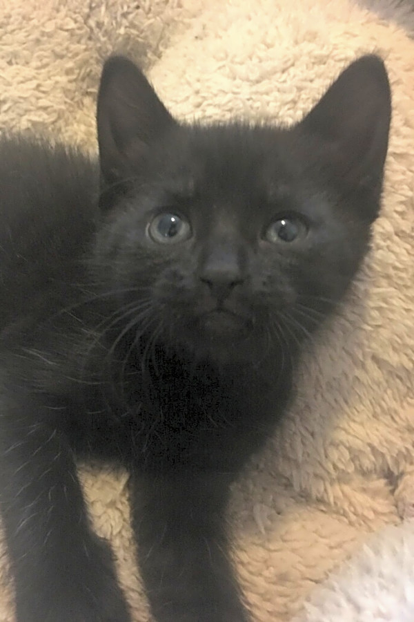 These Mesa Based Kittens Are Up For Adoption And In Need Of A Good Home Hoodline