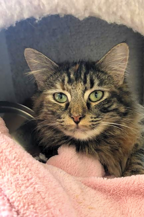 Here Are 6 Cute As Can Be Cats To Adopt Now In Long Beach Hoodline