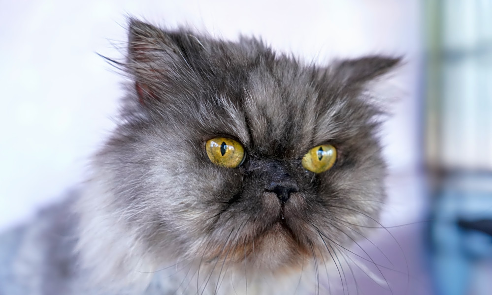 5 Cool Kitties To Adopt Now In Orlando
