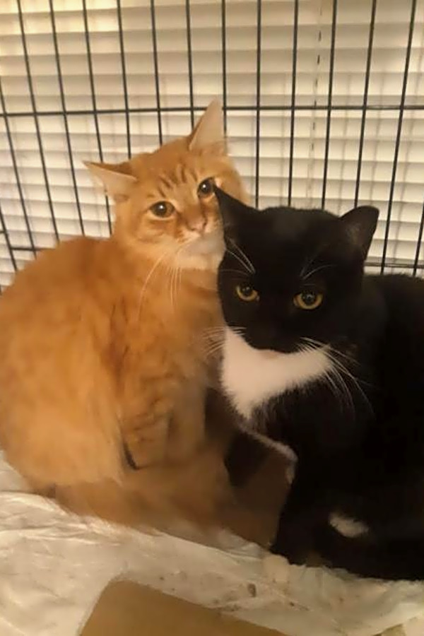 Want To Adopt A Pet Here Are 5 Furry Felines To Adopt Now In Miami