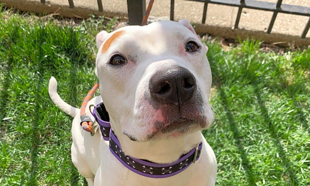 7 lovable pups to adopt now in chicago