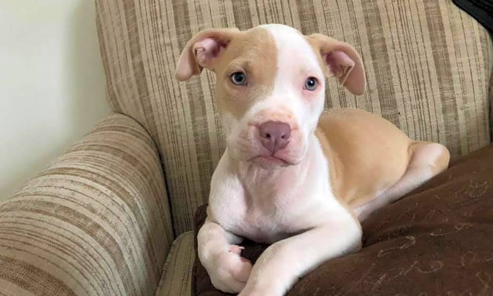 amstaff mix puppies