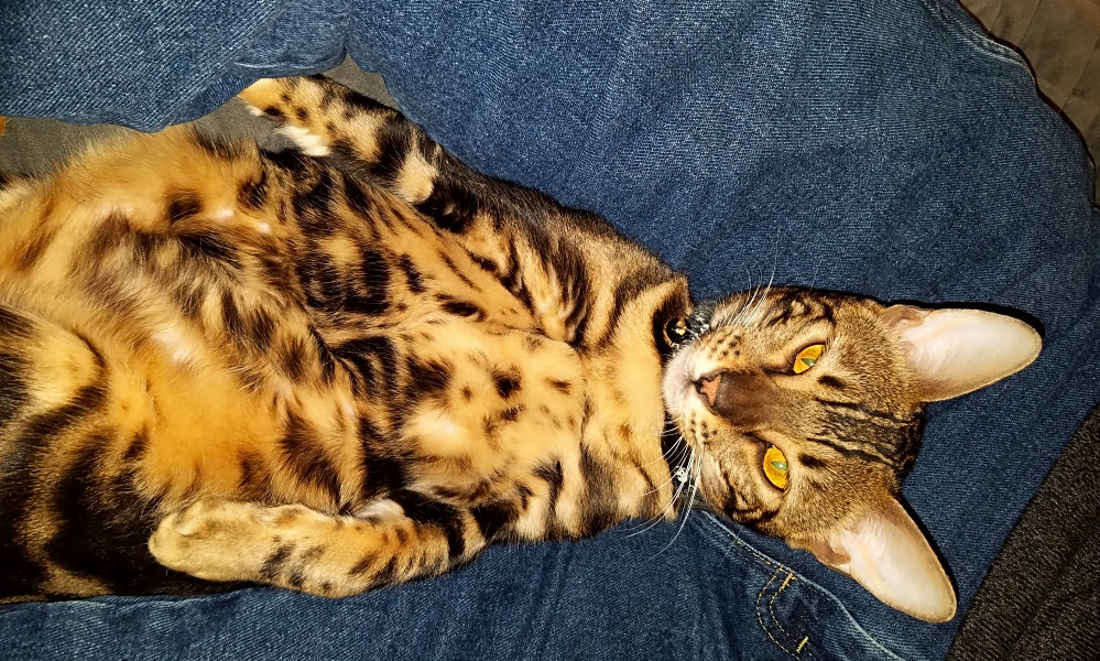 bengal cat rescue