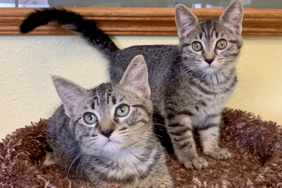 Kittens in Las Vegas looking for their furr-ever homes