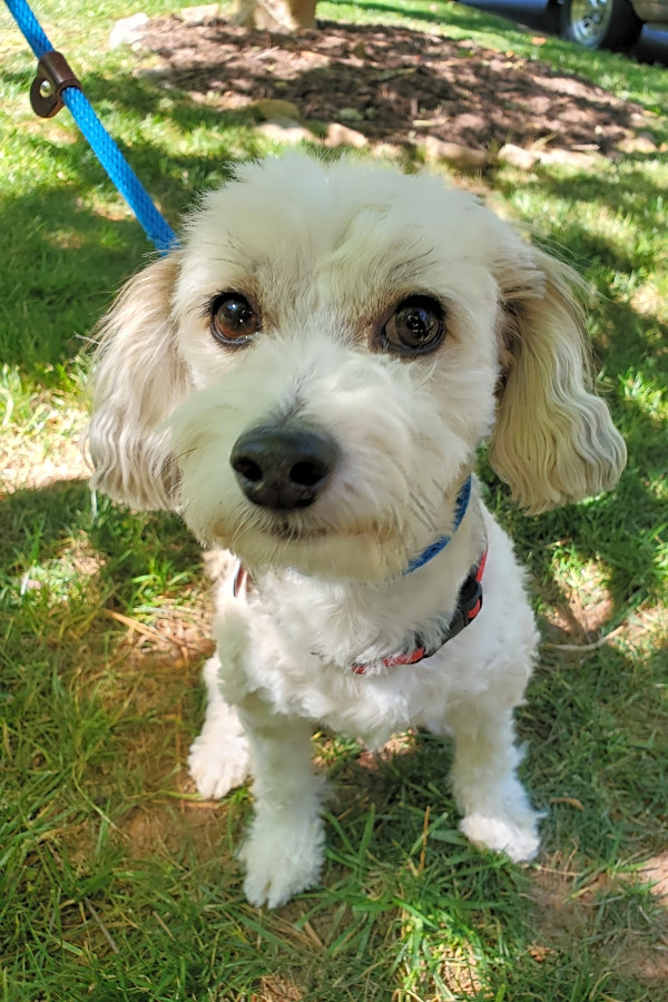 havanese and poodle mix dog