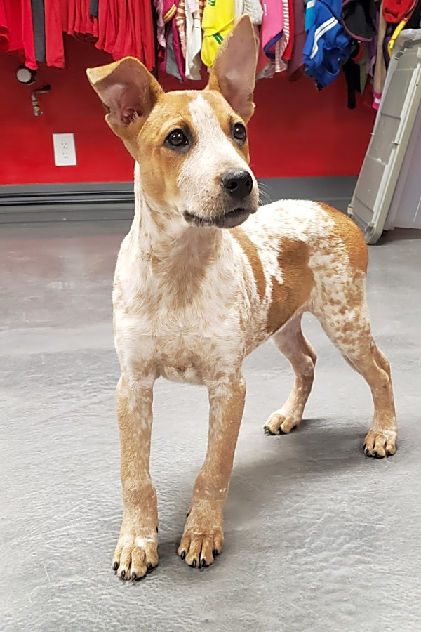 These Phoenix Based Puppies Are Up For Adoption And In Need Of A