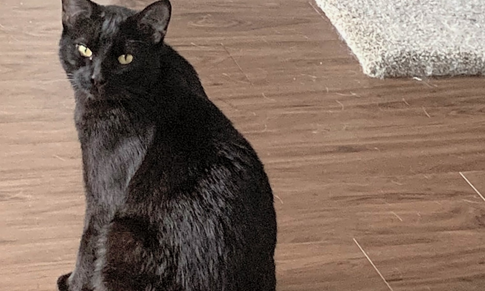Want To Adopt A Pet Here Are 7 Lovable Kitties To Adopt Now In