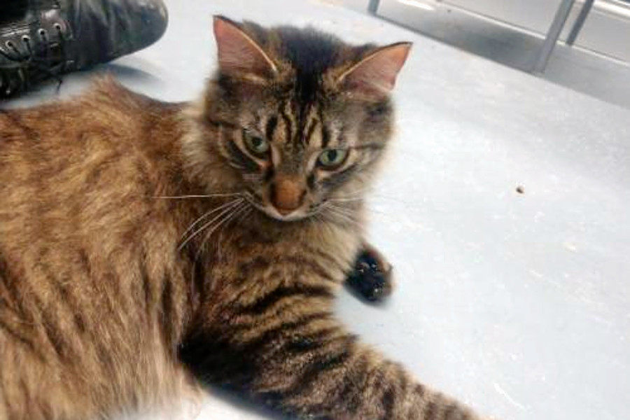 Cats In Minneapolis Looking For Their Furr Ever Homes Hoodline