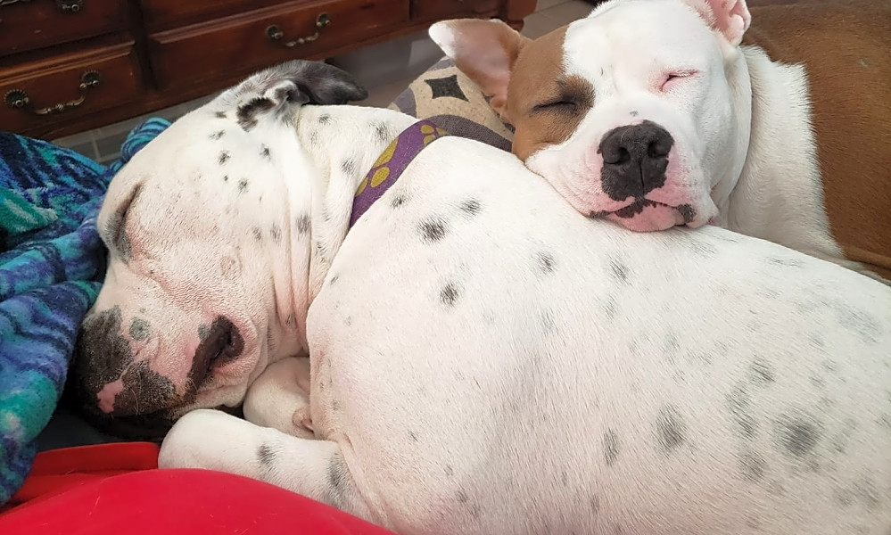 Looking To Adopt A Pet Here Are 6 Cuddly Canines To Adopt Now In