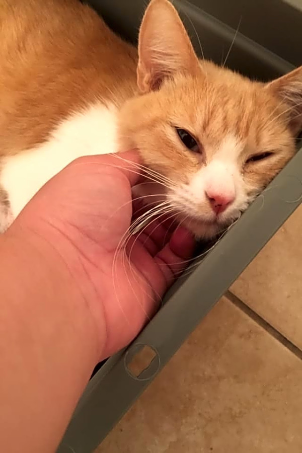 Looking To Adopt A Pet Here Are 7 Charming Cats To Adopt Now In