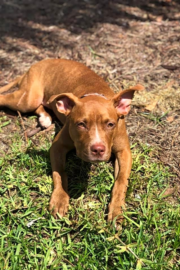 Want To Adopt A Pet Here Are 4 Cuddly Canines To Adopt Now
