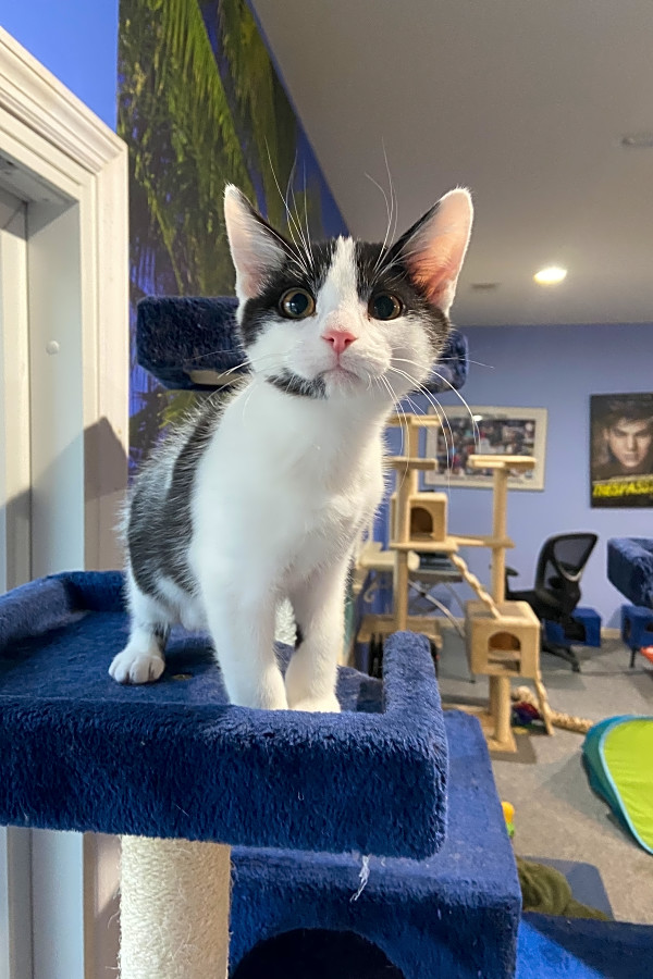 These Cincinnati Based Kittens Are Up For Adoption And In Need Of