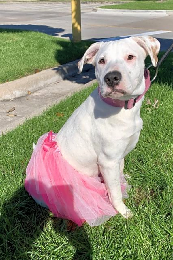 Looking to adopt a pet? Here are 6 delightful doggies to adopt now in