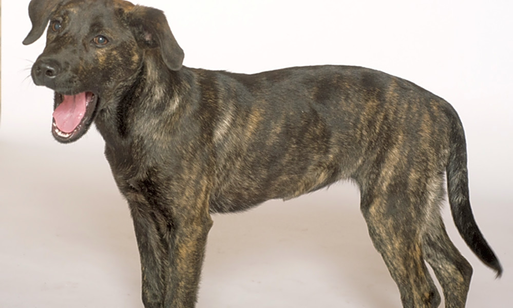 catahoula lab mix brindle