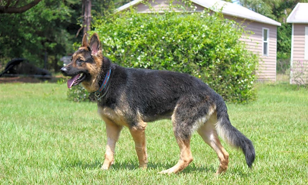 These Orlando Based Dogs Are Up For Adoption And In Need Of A Good Home