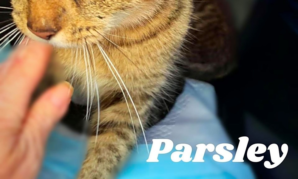 These Cleveland Based Felines Are Up For Adoption And In Need Of A