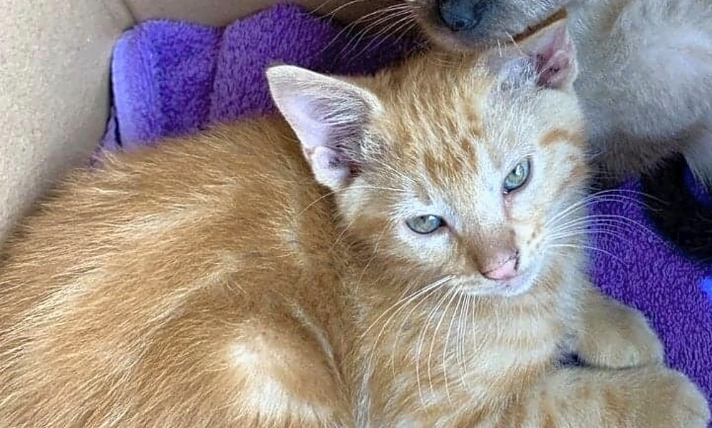 These Dallas Based Kittens Are Up For Adoption And In Need Of Good