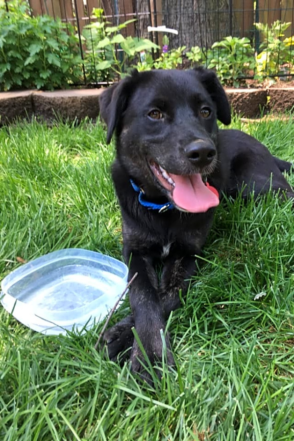 Black lab and australian shepherd mix hotsell