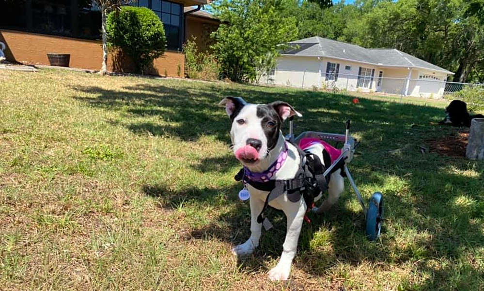 staffordshire puppies for adoption