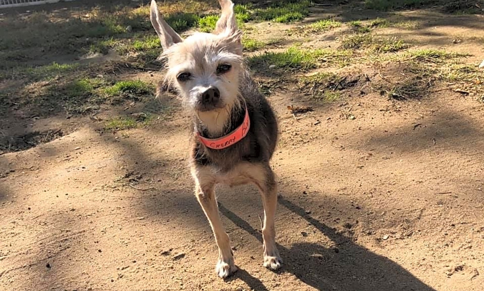 chihuahua mix rescue