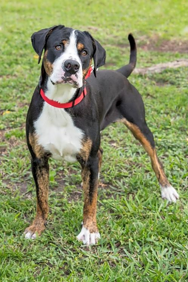 Phoenix animal rescue petfinder clearance