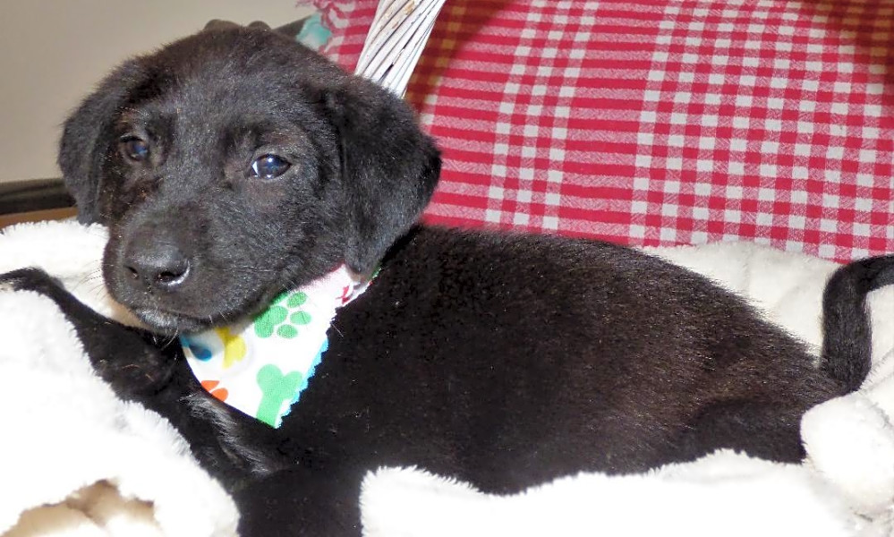 These Jacksonville-based puppies are up for adoption and ...