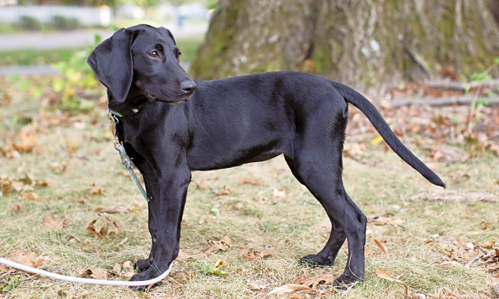 free weimaraner to good home 2019