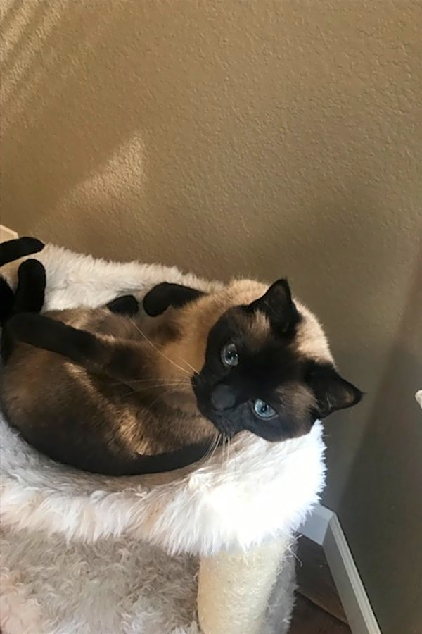 balinese cat adoption chicago