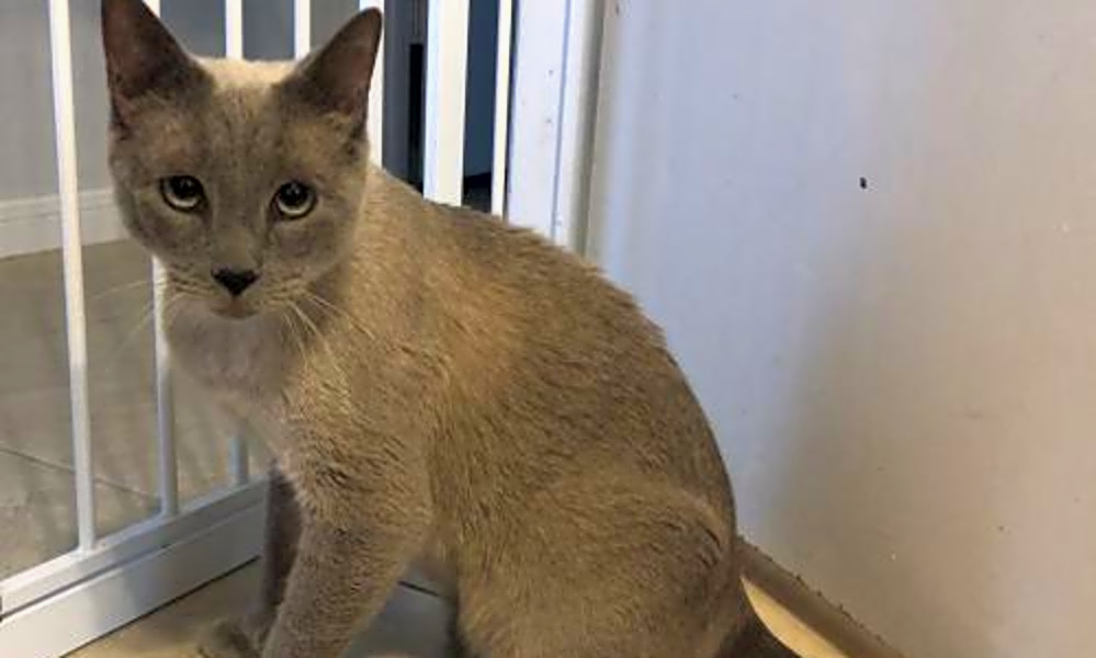 Want To Adopt A Pet Here Are 7 Charming Cats To Adopt Now In