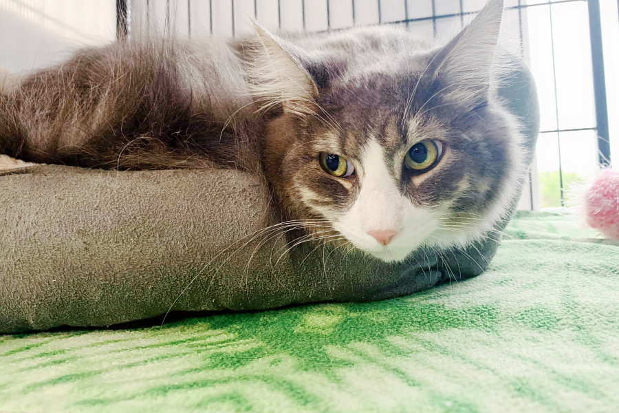 Kittens In Philadelphia Looking For Their Furr Ever Homes Hoodline
