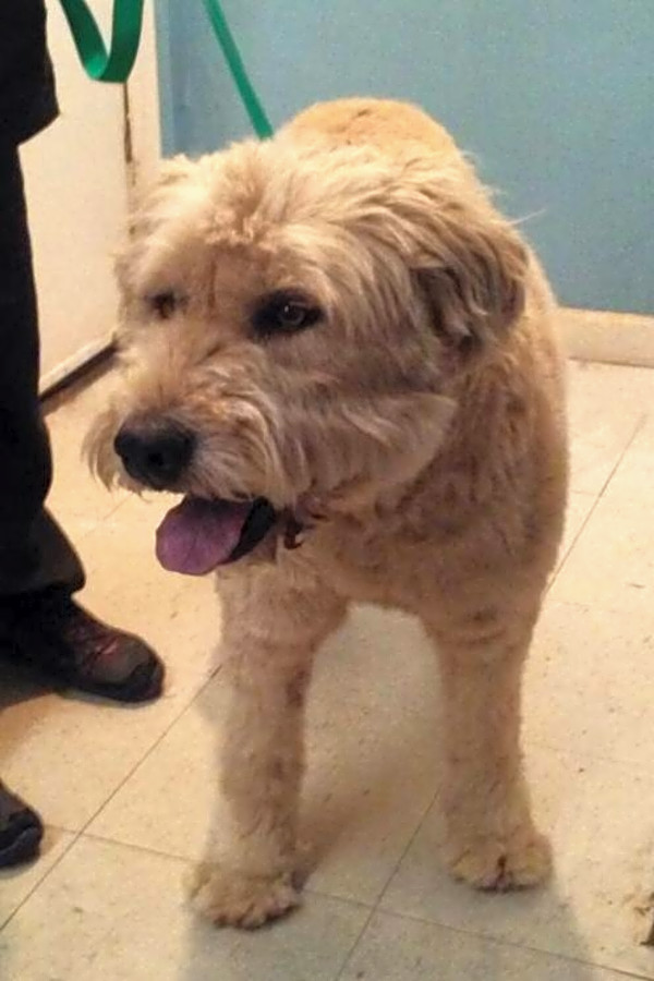 Looking To Adopt A Pet Here Are 6 Cuddly Canines To Adopt Now In