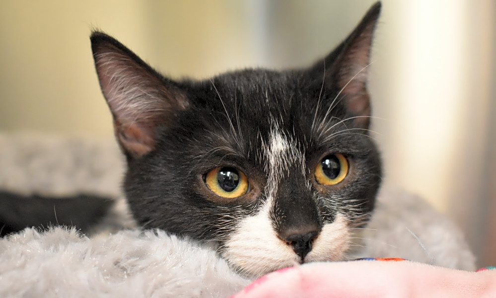 These Las Vegas-based kittens are up for adoption and in ...