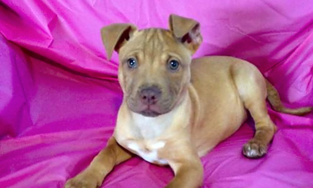 Redbone hound pitbull mix hotsell