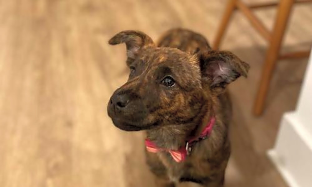 Looking To Adopt A Pet Here Are 7 Adorable Pups To Adopt Now In