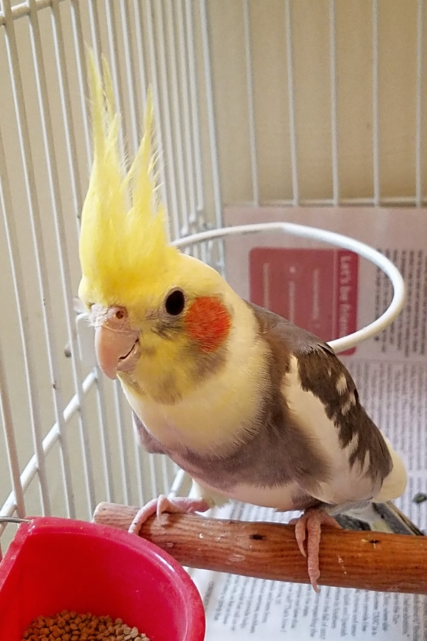 Pet birds hotsell near me