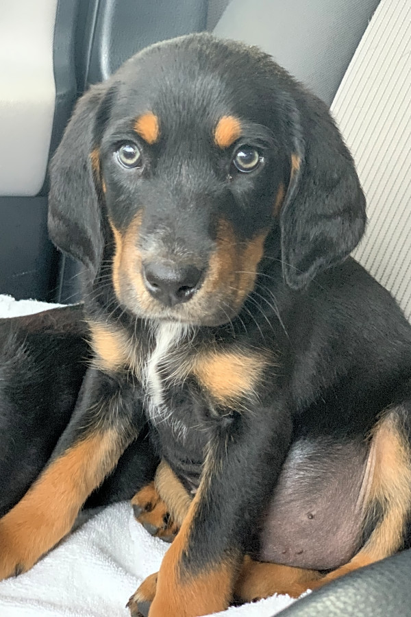 coonhound mix puppies