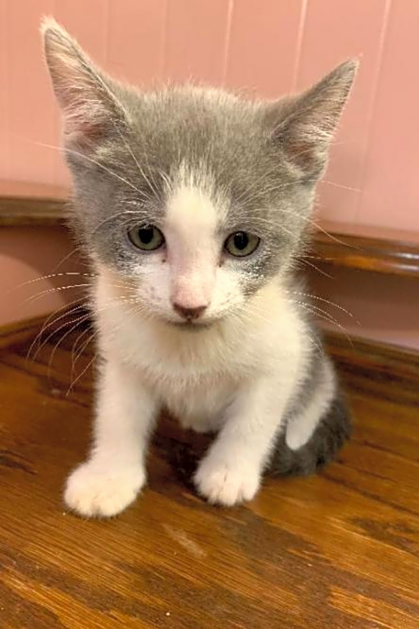 Male kittens hotsell for adoption