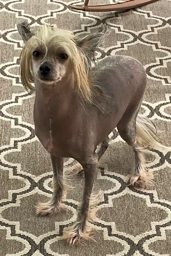 Chinese crested hairless rescue discount
