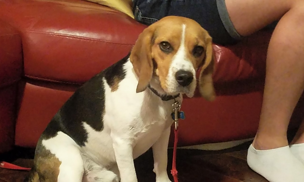 beagle adoption dfw