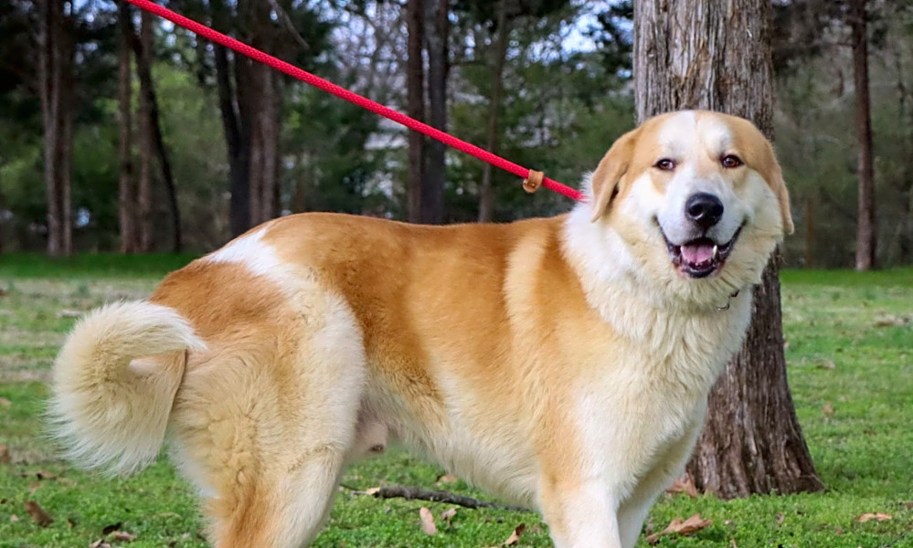 These Nashville Based Dogs Are Up For Adoption And In Need Of A