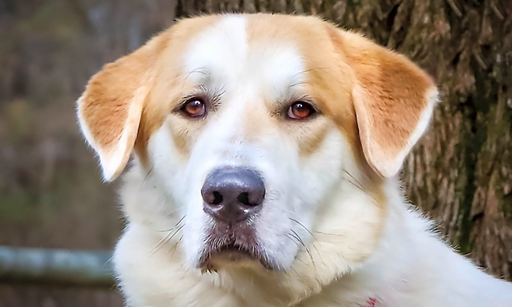 Golden retriever anatolian shepherd mix clearance