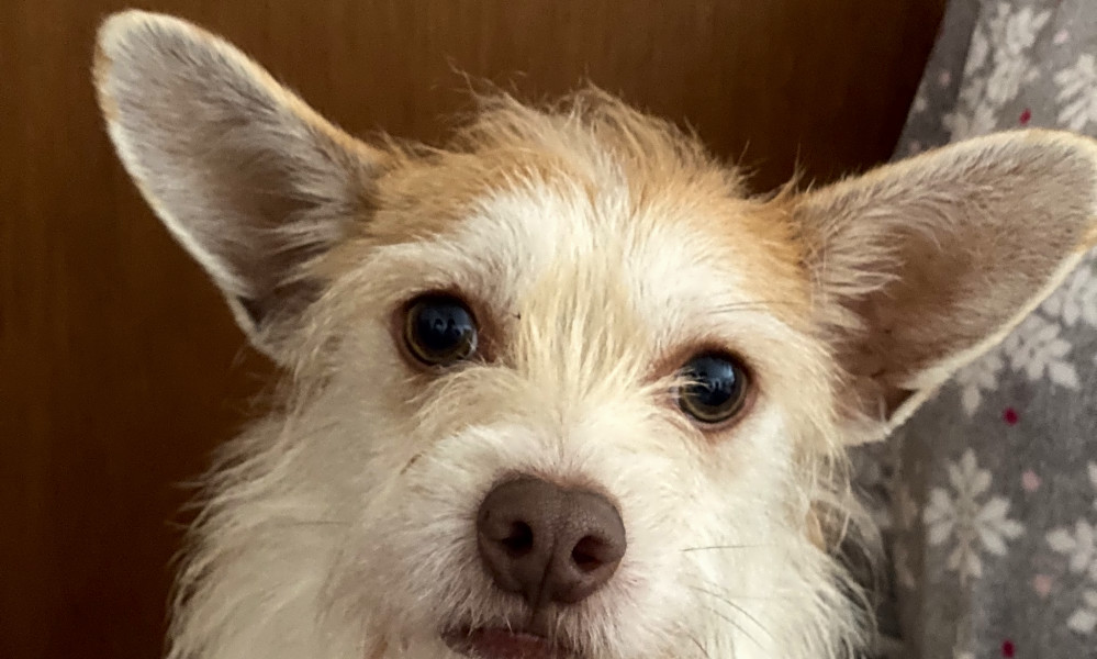 These Oakland Based Dogs Are Up For Adoption And In Need Of A Good Home Hoodline