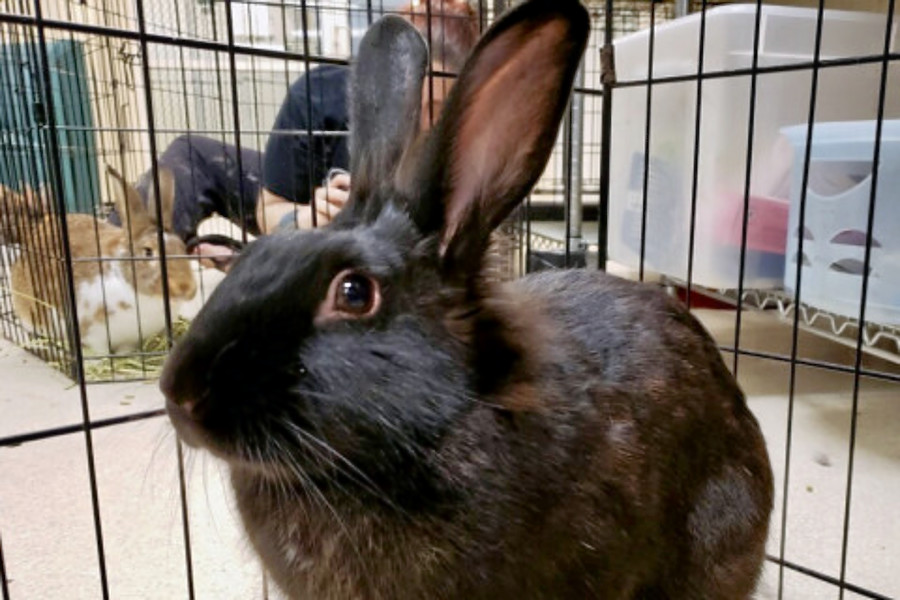 Rabbits In Indianapolis Looking For Their Fur Ever Homes Hoodline