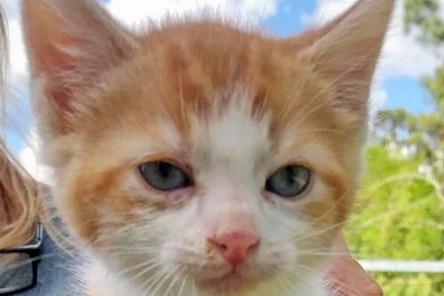 Kittens In Washington Looking For Their Furr Ever Homes Hoodline