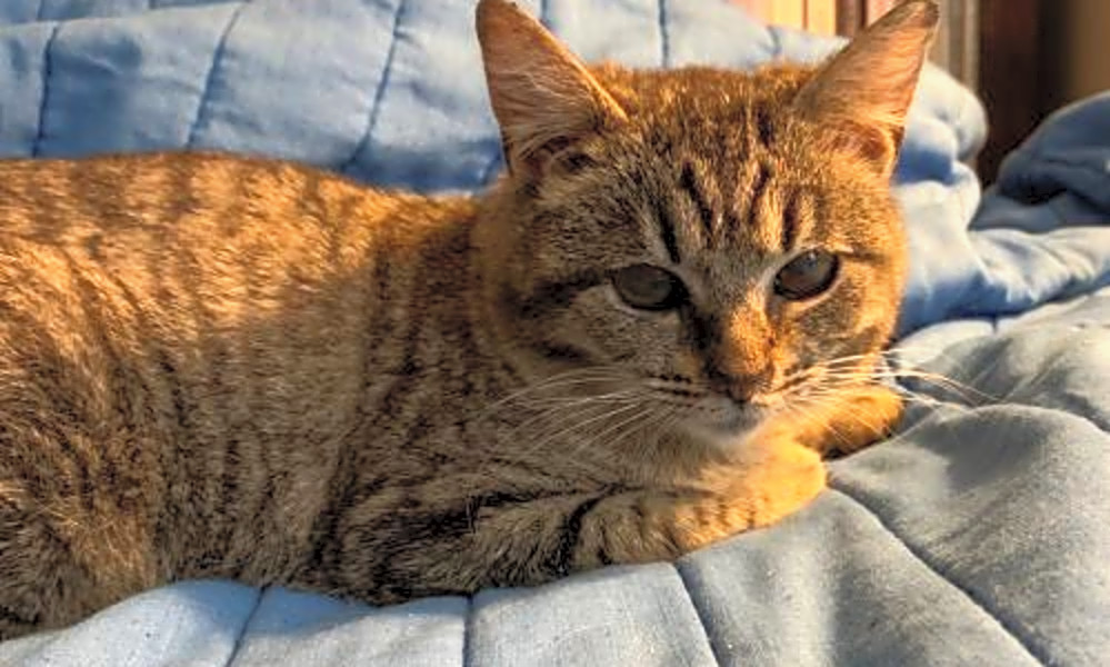 4 Cute As Can Be Kittens To Adopt Now In Philadelphia Hoodline