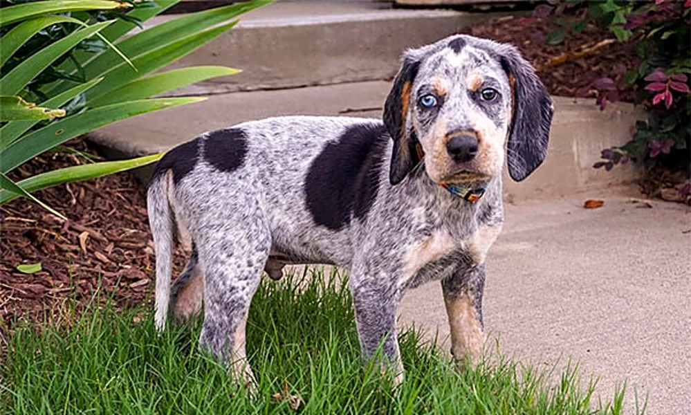 bluetick puppy